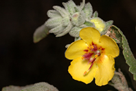 Verbascum boerhavii